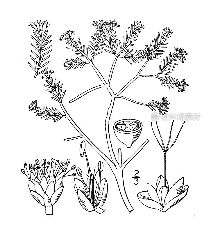 古董植物学植物插图:Corema Conradii，康拉德的扫帚Crowberry